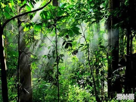 雨林木风官网:沉浸自然奇景,体验生态和谐之旅 雨林木风官网:沉浸自然奇景,体验生态和谐之旅