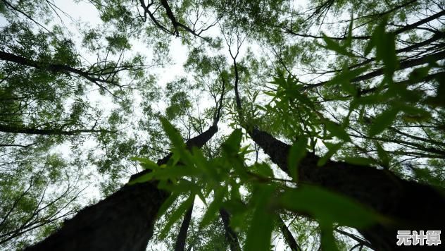 雨林木风官网:沉浸自然奇景,体验生态和谐之旅 雨林木风官网:沉浸自然奇景,体验生态和谐之旅