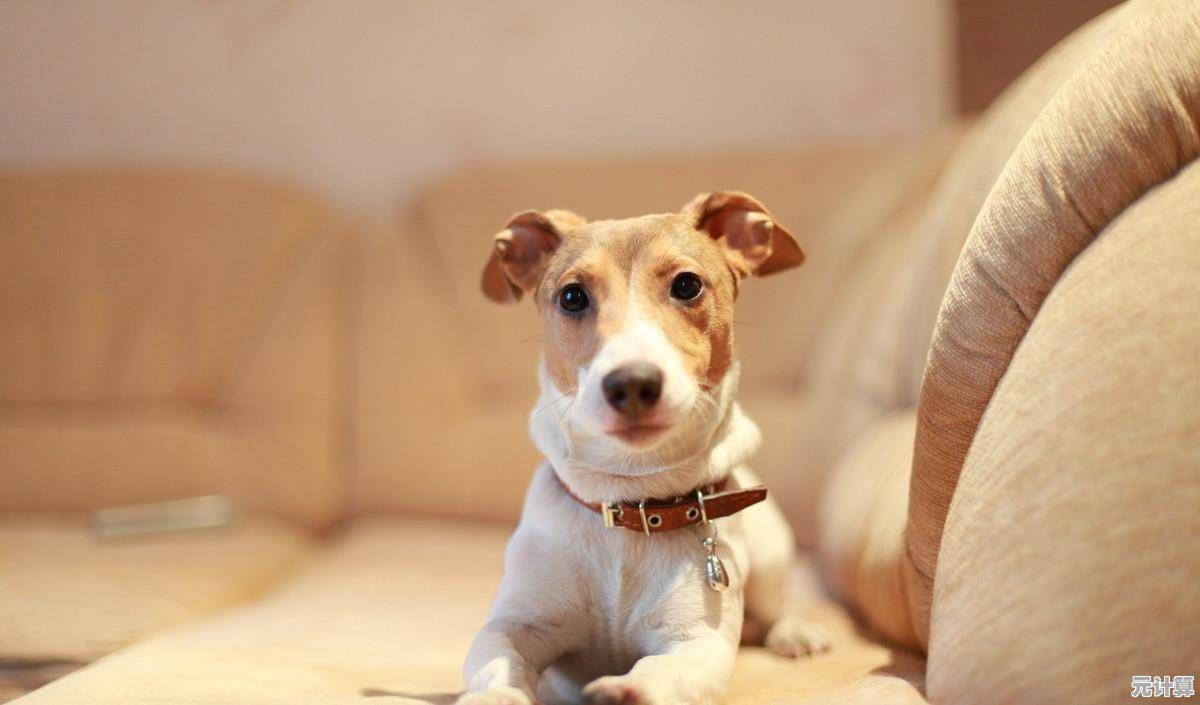 狗狗养成太无聊?你确定不试试晴天小狗2百度版? 狗狗养成太无聊?你确定不试试晴天小狗2百度版?