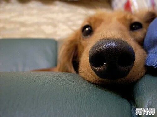 狗狗养成太无聊?你确定不试试晴天小狗2百度版? 狗狗养成太无聊?你确定不试试晴天小狗2百度版?