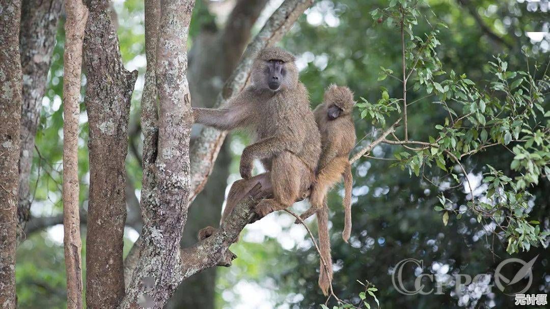 想在《我的奇幻家园》中与可爱狒狒并肩战斗、自由穿梭奇幻世界吗？