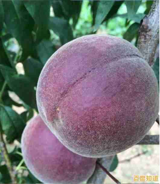 想成为独一无二的精灵培育师?快来体验《口袋之旅》的无限魅力吧! 想成为独一无二的精灵培育师?快来体验《口袋之旅》的无限魅力吧!