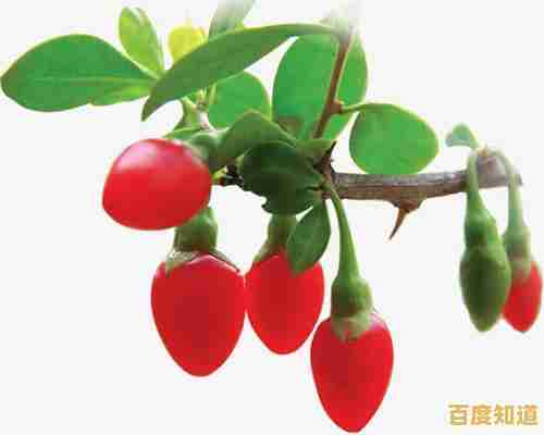 小白之家:全面解析各类疑问,助你从新手蜕变为行业专家! 小白之家:全面解析各类疑问,助你从新手蜕变为行业专家!