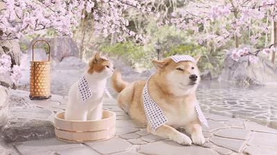 如何经营一家猫咪温泉店？猫咪和汤国际版》告诉你答案！